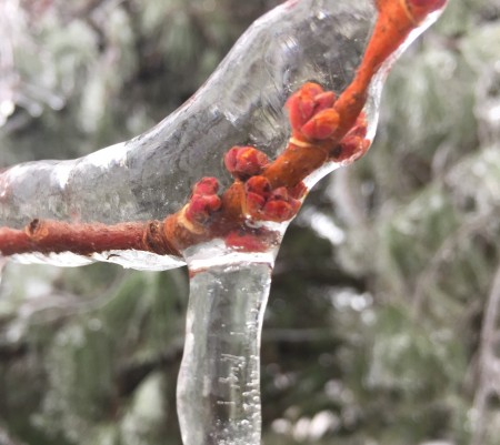 IMG 3073 e1550159309271 450x401 Feb.12th  Ice Storm 